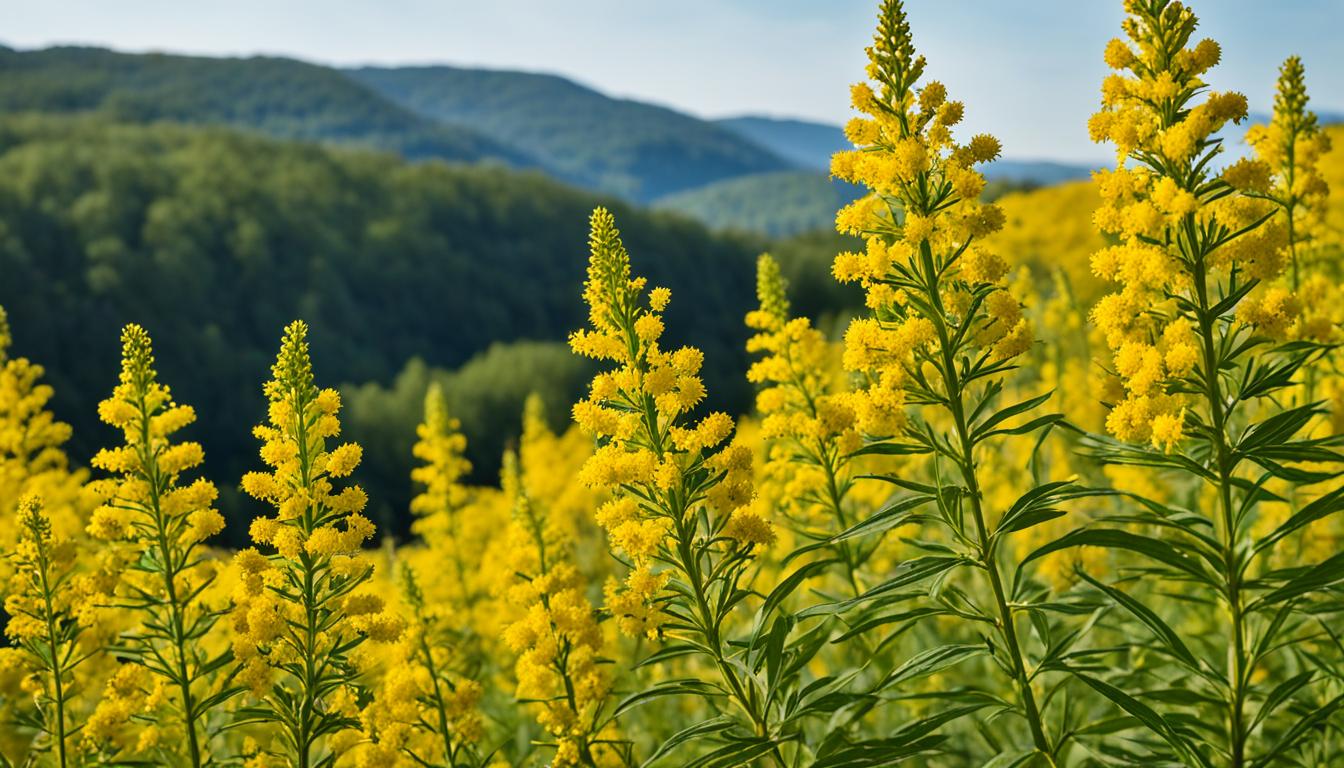 Goldenrod growth patterns